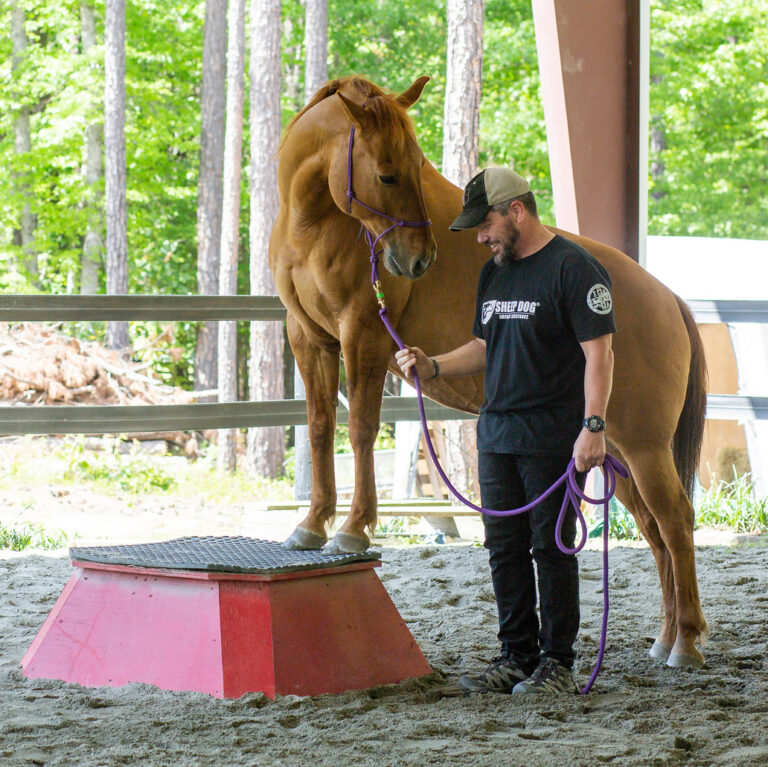 Male veteran holding a lead with a horse with its front feet on a pedestal.