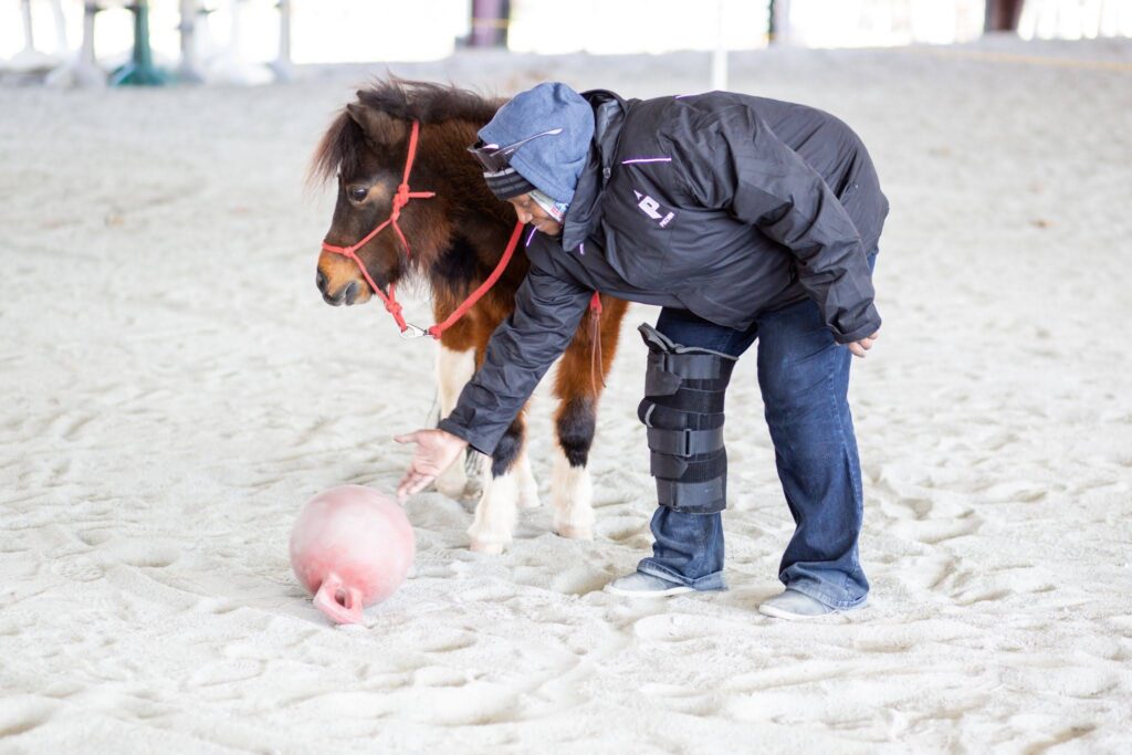 A person with a leg brace guides a small pony towards a pink ball on sandy ground.